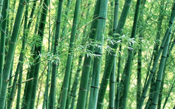 Zhú - El bambú